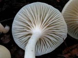 Cuphophyllus virgineus image