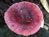 Russula mariae image