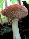 Russula mariae image