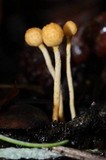 Ophiocordyceps sphecocephala image