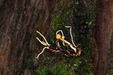 Ophiocordyceps sphecocephala image