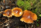 Descolea antarctica image