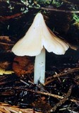 Humidicutis calyptriformis image
