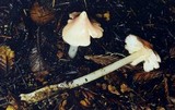 Humidicutis calyptriformis image