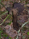 Clitocybe sclerotoidea image