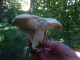 Calocybe gambosa image