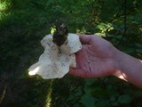 Calocybe gambosa image