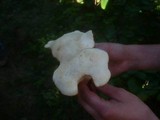 Calocybe gambosa image