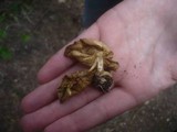 Clitocybe vermicularis image