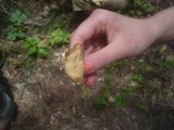 Clitocybe vermicularis image