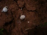 Gastrosporium simplex image