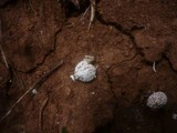 Gastrosporium simplex image