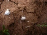Gastrosporium simplex image