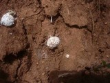 Gastrosporium simplex image