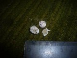 Gastrosporium simplex image