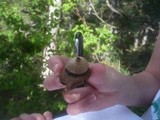 Geastrum triplex image