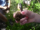 Geastrum triplex image