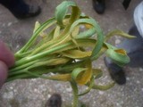 Puccinia falcariae image