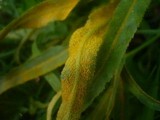 Puccinia falcariae image