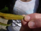 Puccinia falcariae image