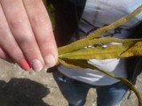 Puccinia falcariae image