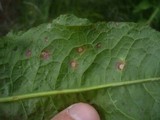 Ramularia rubella image