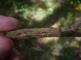 Thyronectria lamyi image