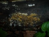 Calocera cornea image