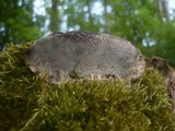 Coriolopsis gallica image