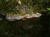 Coriolopsis gallica image