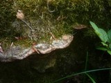 Coriolopsis gallica image