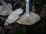 Melanoleuca subalpina image