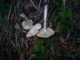 Melanoleuca subalpina image