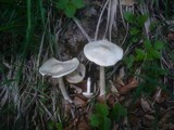 Melanoleuca subalpina image