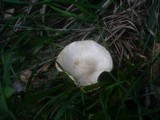 Melanoleuca subalpina image