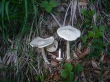 Melanoleuca subalpina image