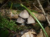 Mycena leptocephala image