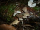 Mycena leptocephala image