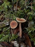 Lactarius oculatus image