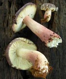 Russula nothofaginea image