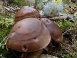 Rhodocollybia butyracea image