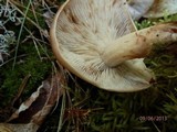 Rhodocollybia butyracea image