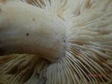 Rhodocollybia butyracea image