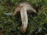Rhodocollybia butyracea image