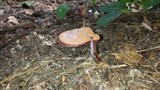 Ganoderma curtisii image
