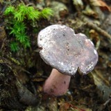 Russula nothofaginea image