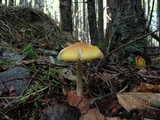 Amanita flavorubens image