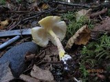 Amanita flavorubens image