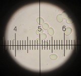 Amanita flavorubens image