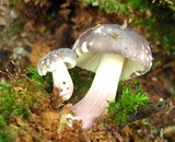 Russula nothofaginea image